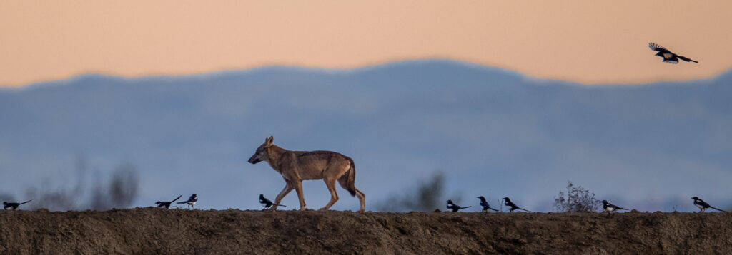 purely decorative image