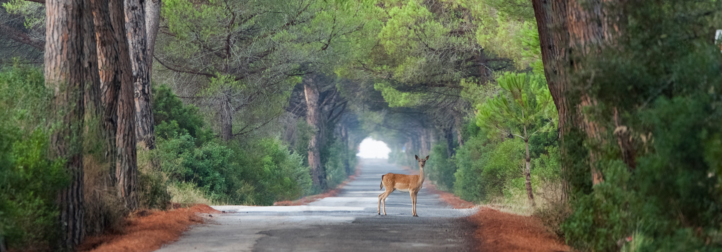 Parco Regionale della Maremma — foto 3