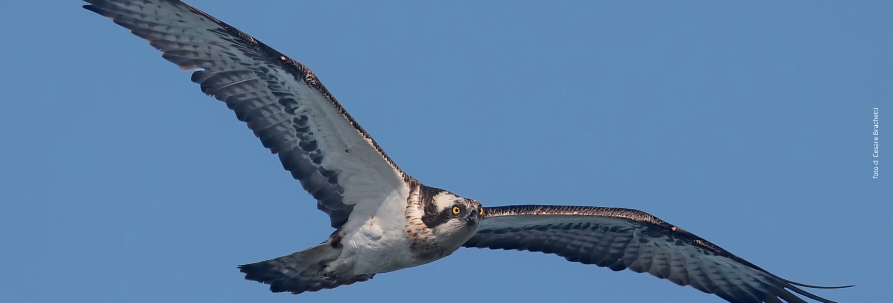 falco pescatore