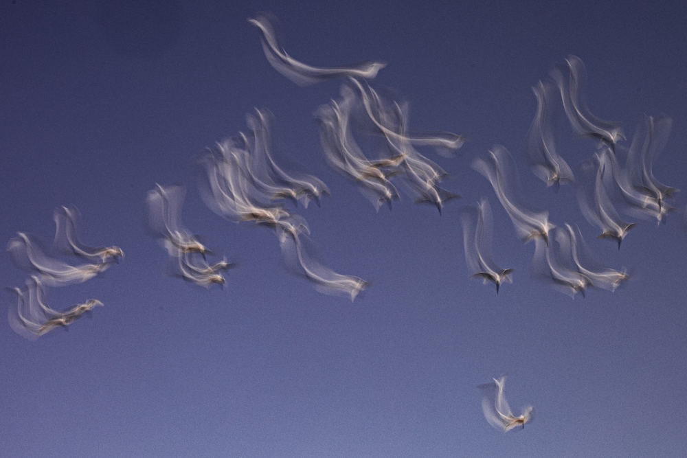 purely decorative image