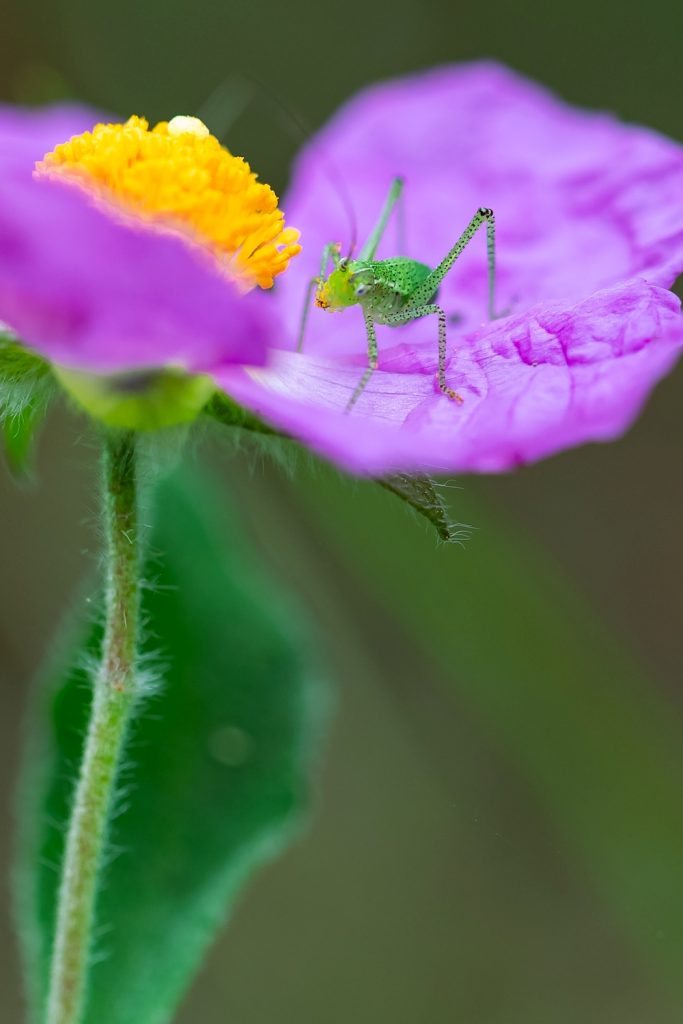 purely decorative image