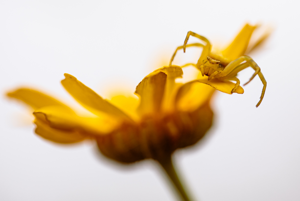 purely decorative image