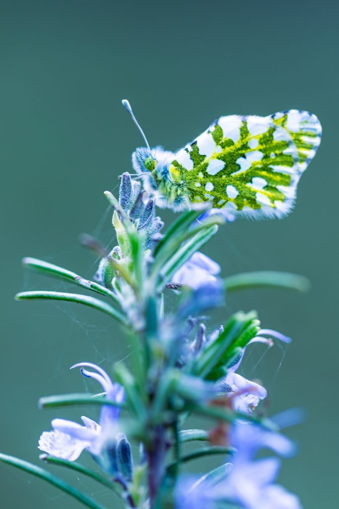 purely decorative image