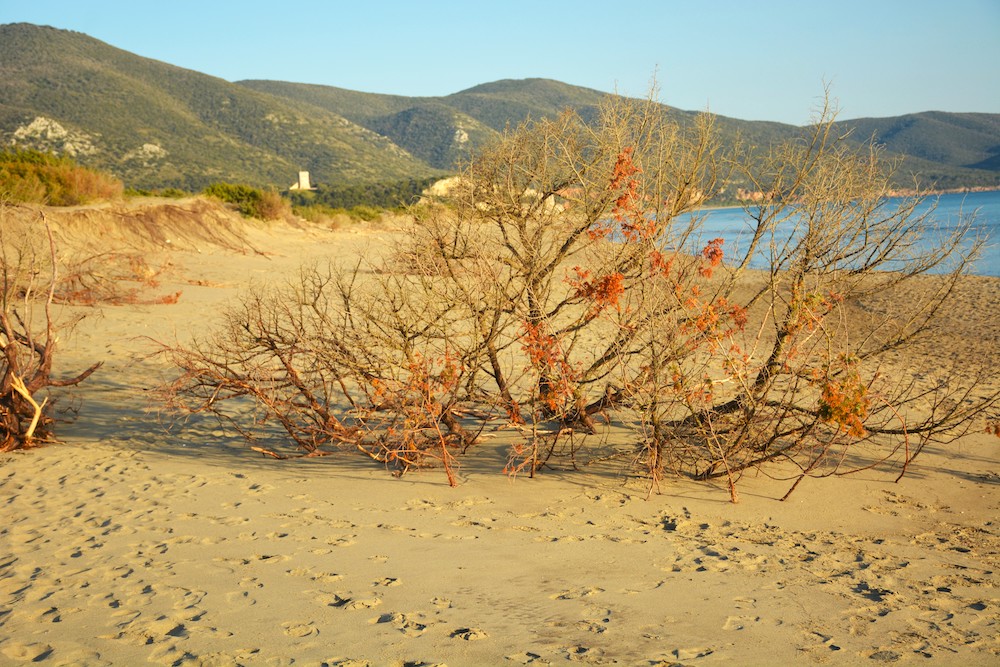 purely decorative image