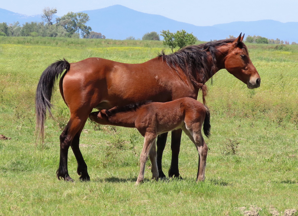 purely decorative image