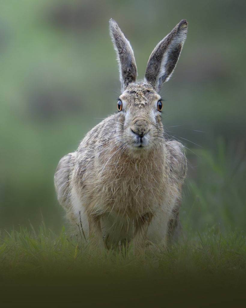 purely decorative image