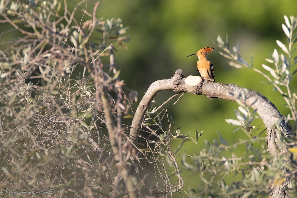 purely decorative image