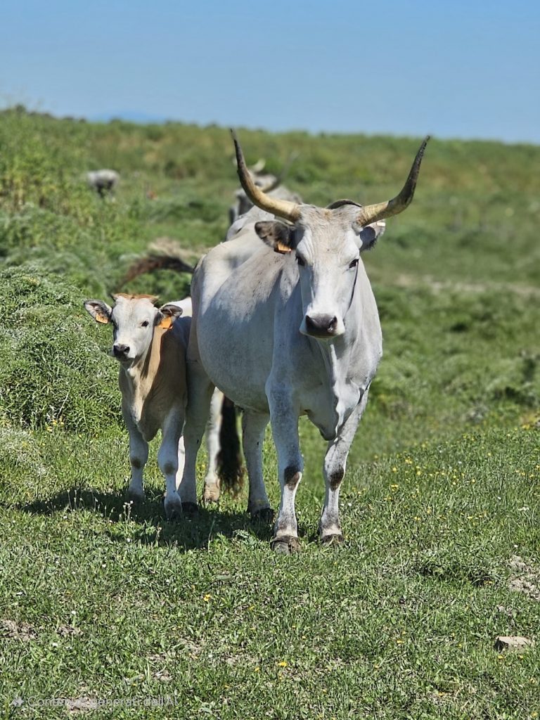 purely decorative image