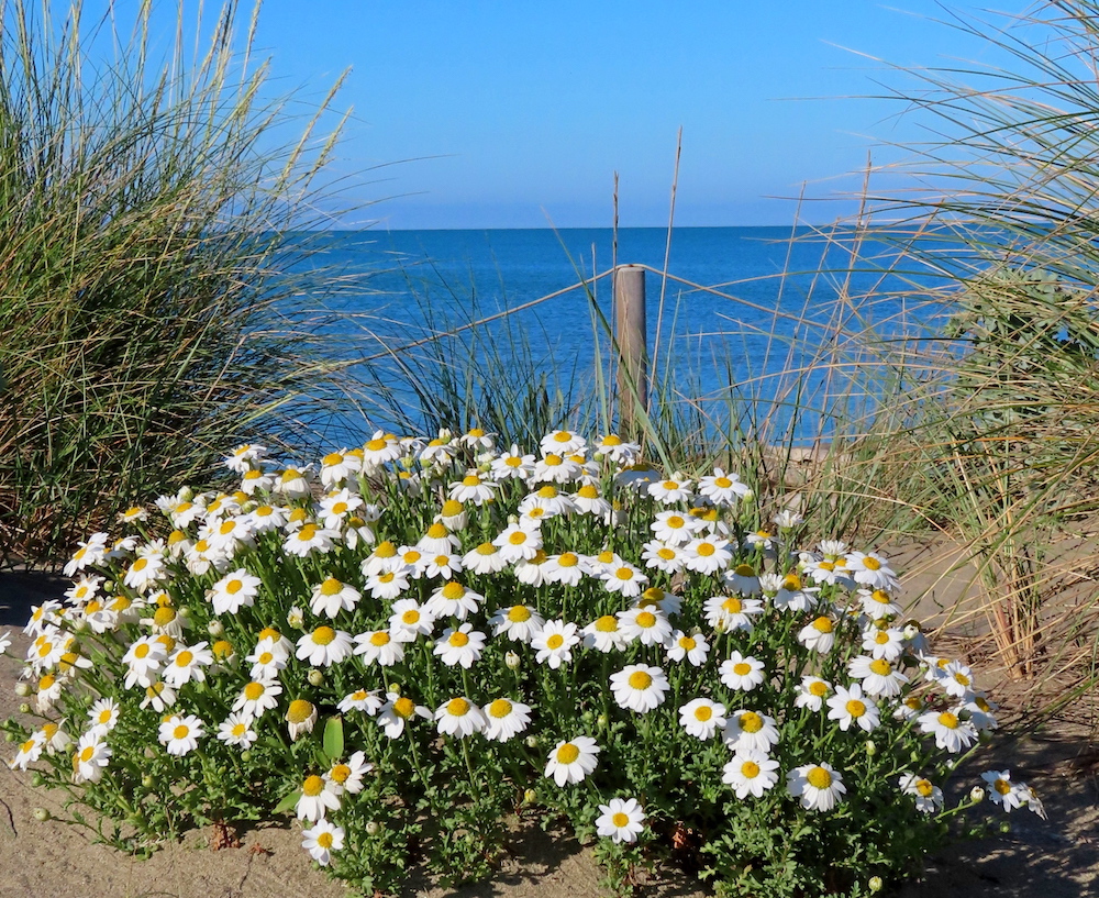 purely decorative image