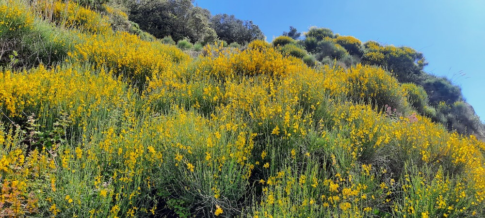 purely decorative image