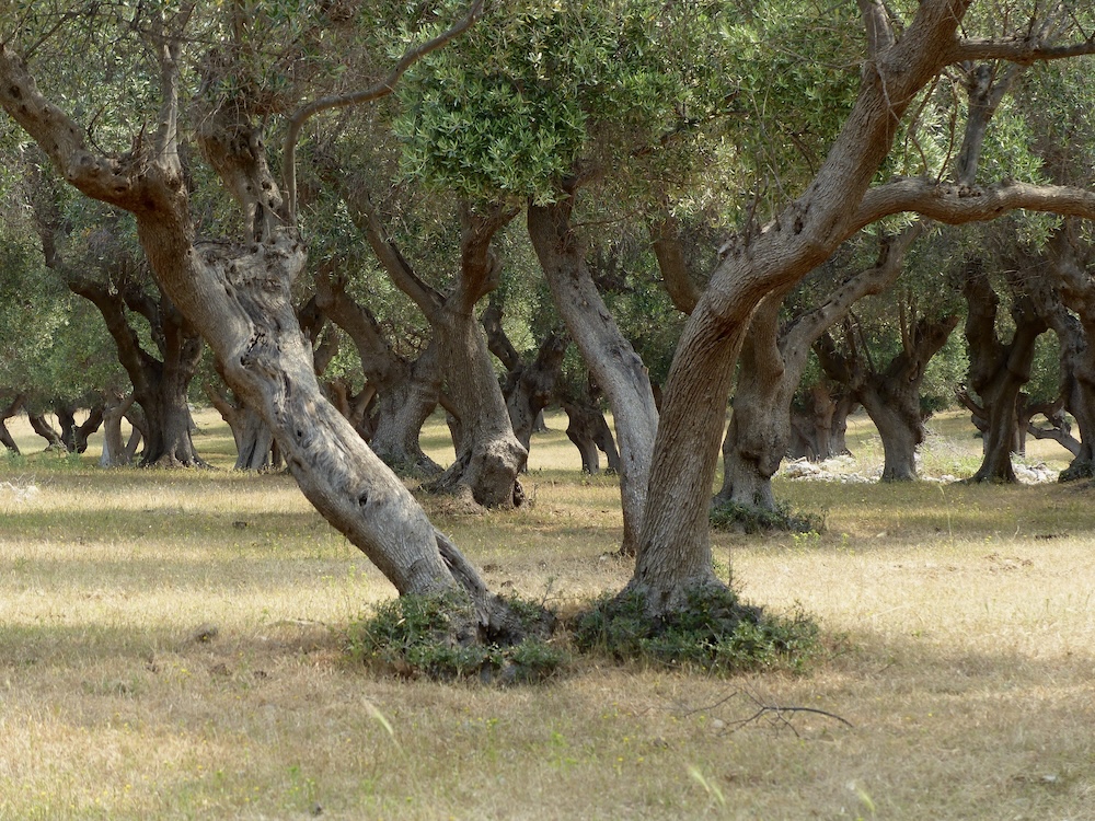 purely decorative image