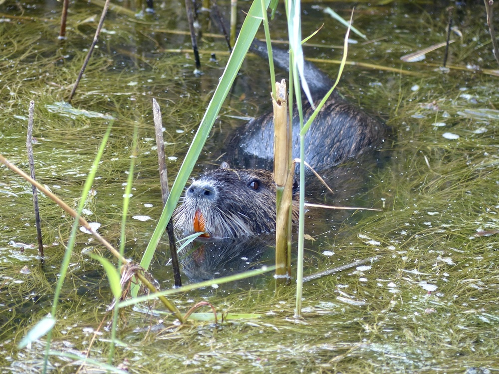 purely decorative image