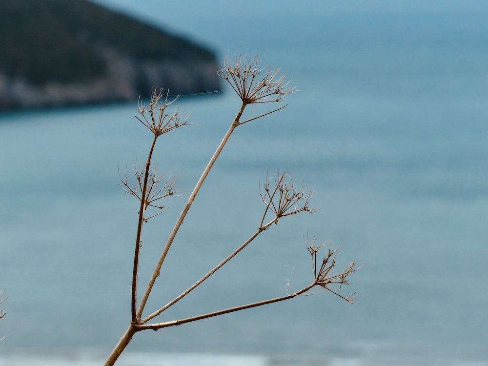 purely decorative image