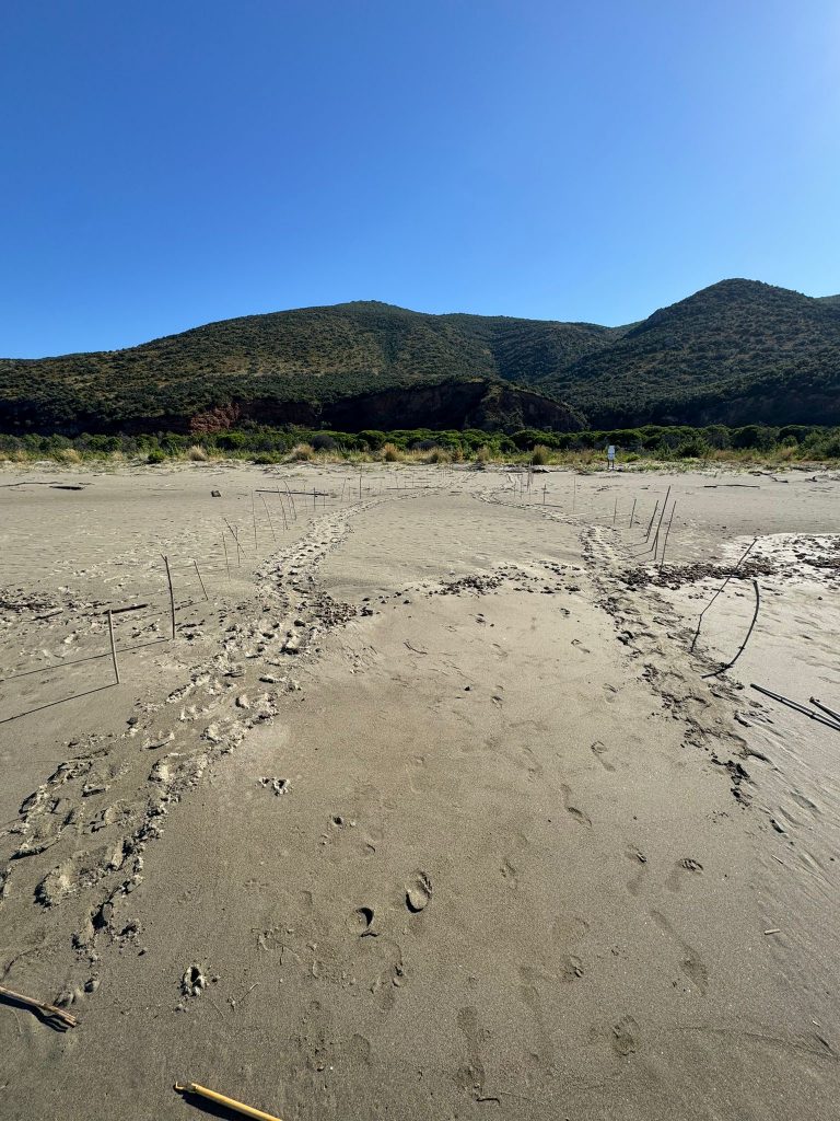 purely decorative image