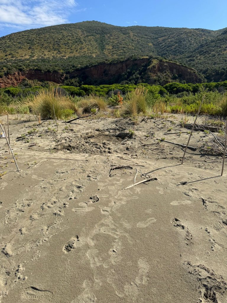 purely decorative image