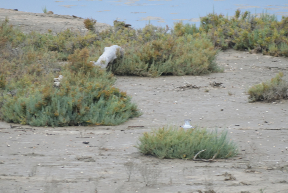 purely decorative image