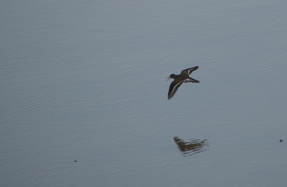 purely decorative image