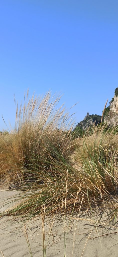 purely decorative image