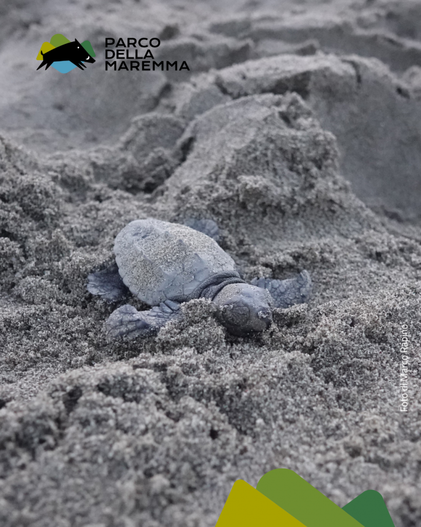 purely decorative image