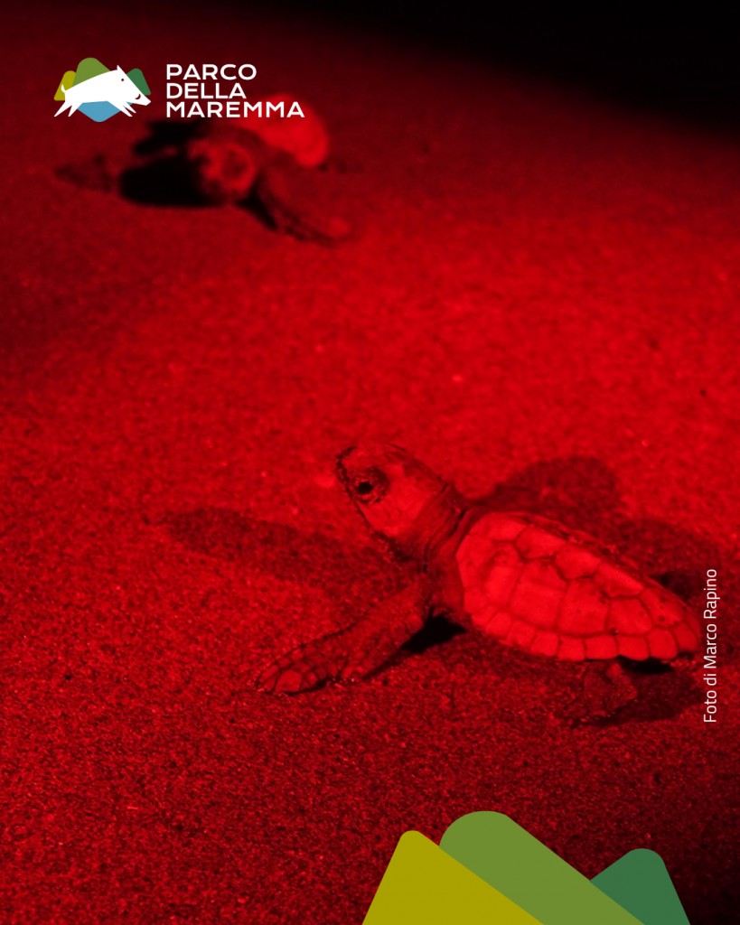 purely decorative image