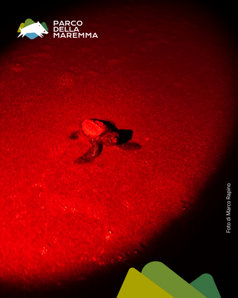 purely decorative image