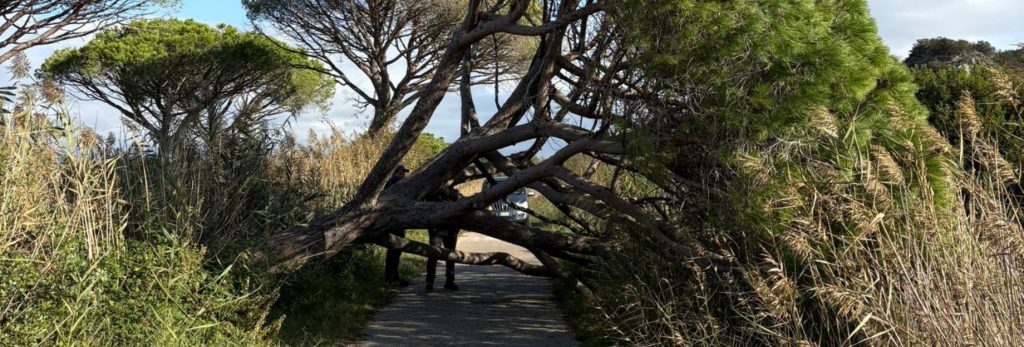 pino-caduto-su-pista-ciclabile