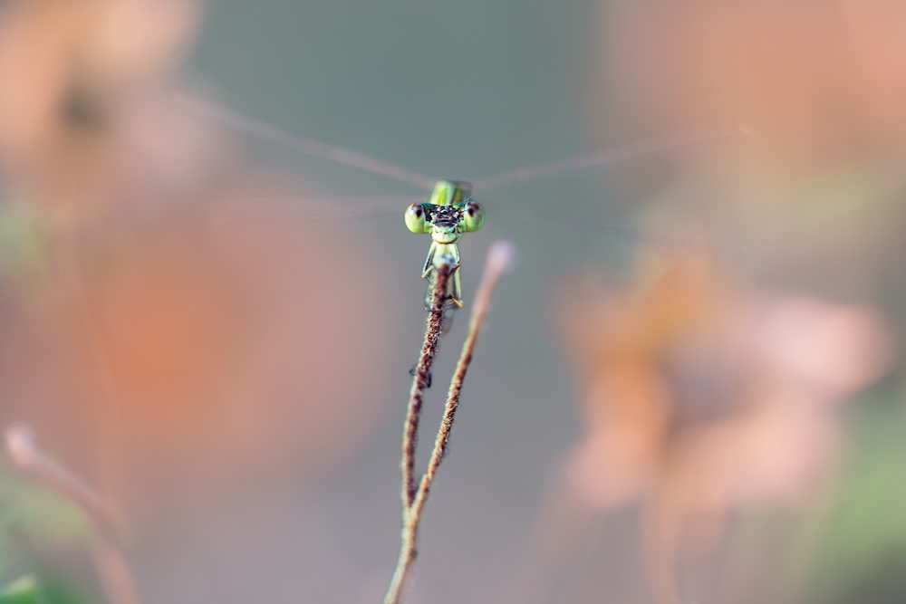 purely decorative image