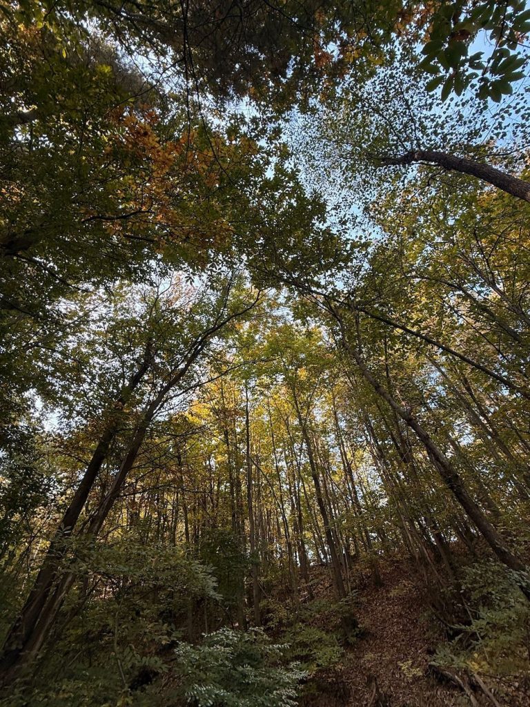 purely decorative image