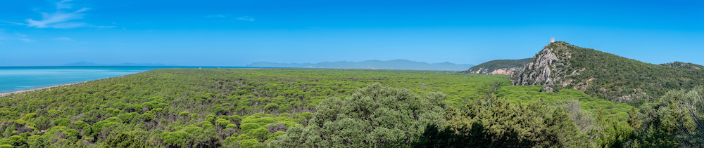 purely decorative image