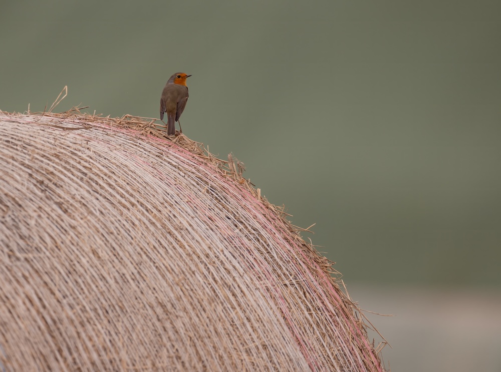 purely decorative image