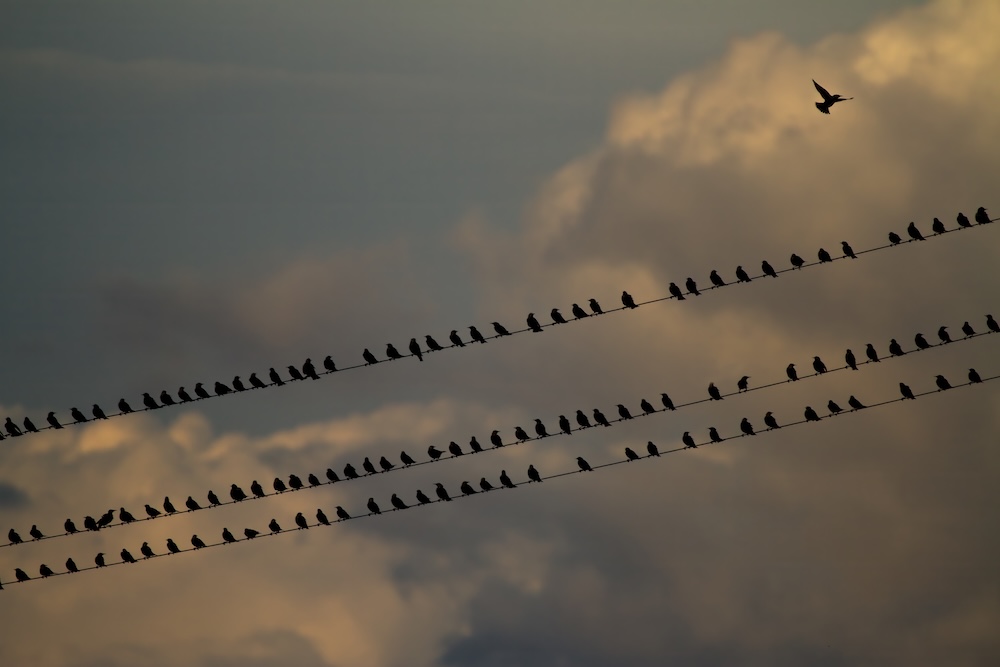 purely decorative image