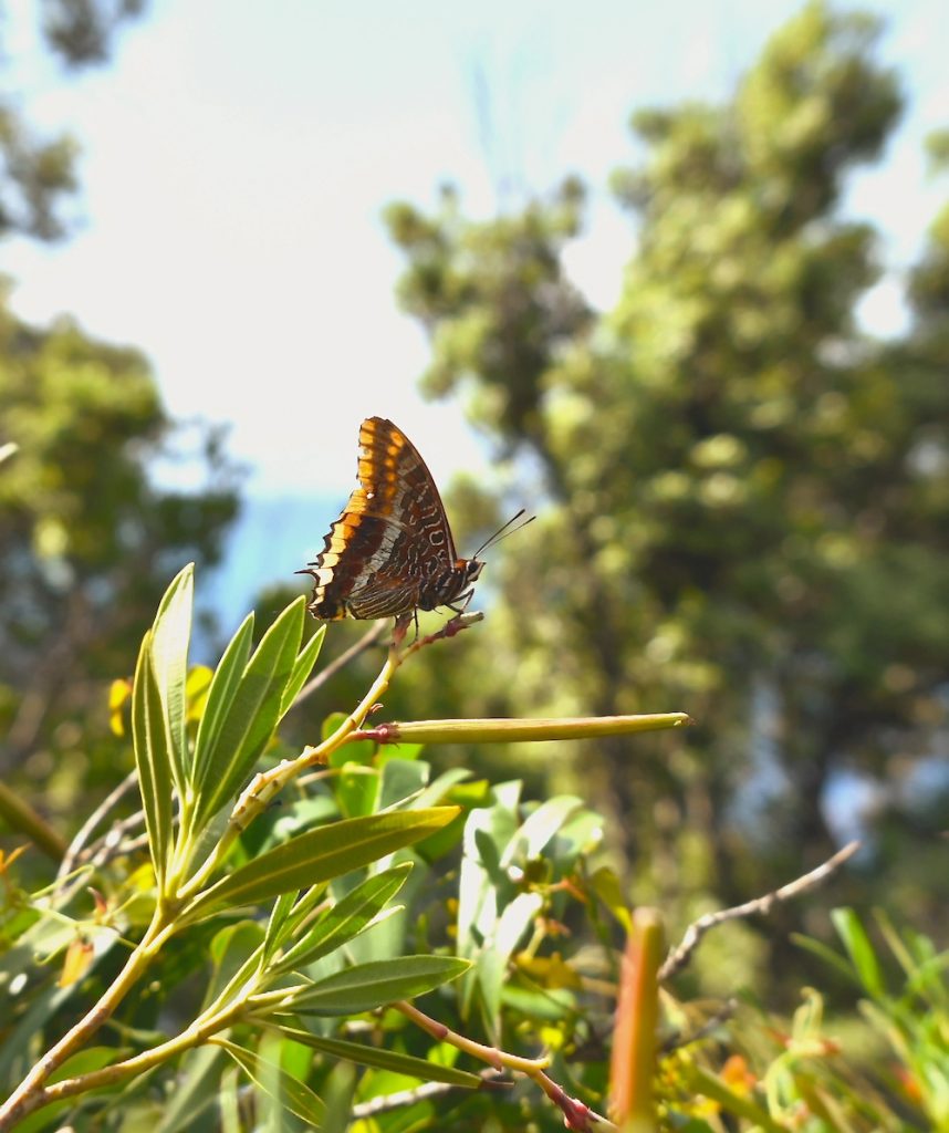 purely decorative image