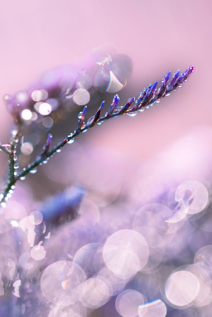 purely decorative image