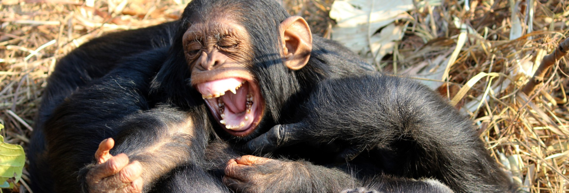 purely decorative image