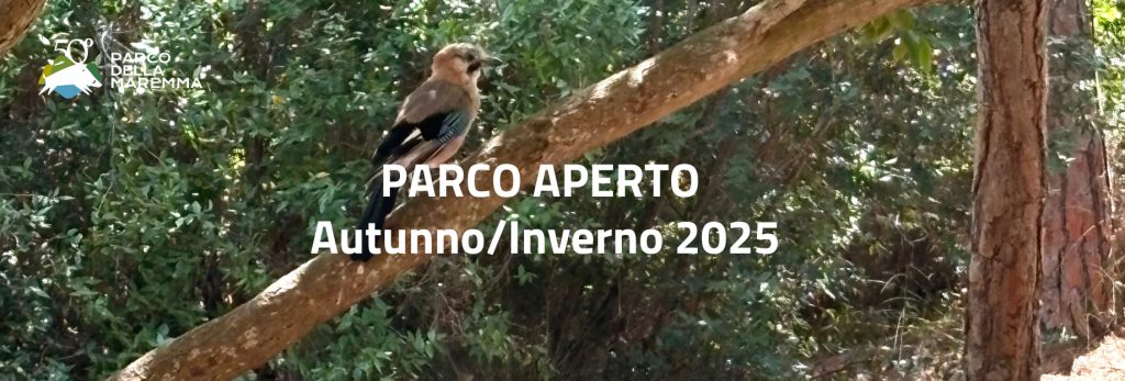 purely decorative image