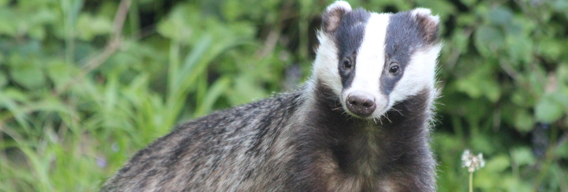 purely decorative image