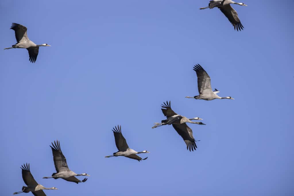 purely decorative image