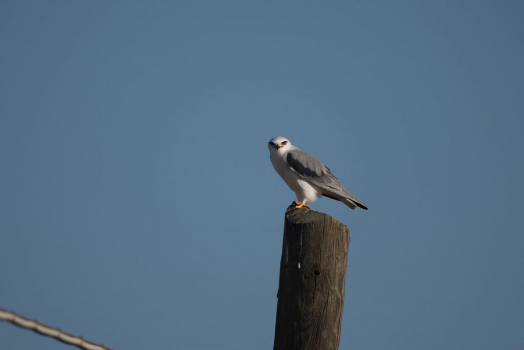 purely decorative image