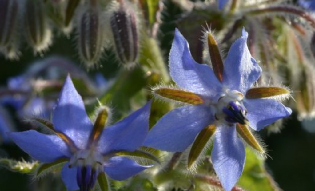 purely decorative image