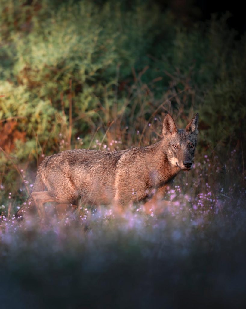 Lupo nel parco della Maremma - foto di Edoardo Ciavattini