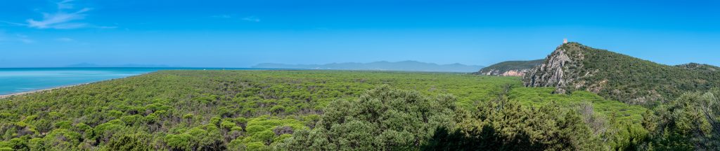 purely decorative image