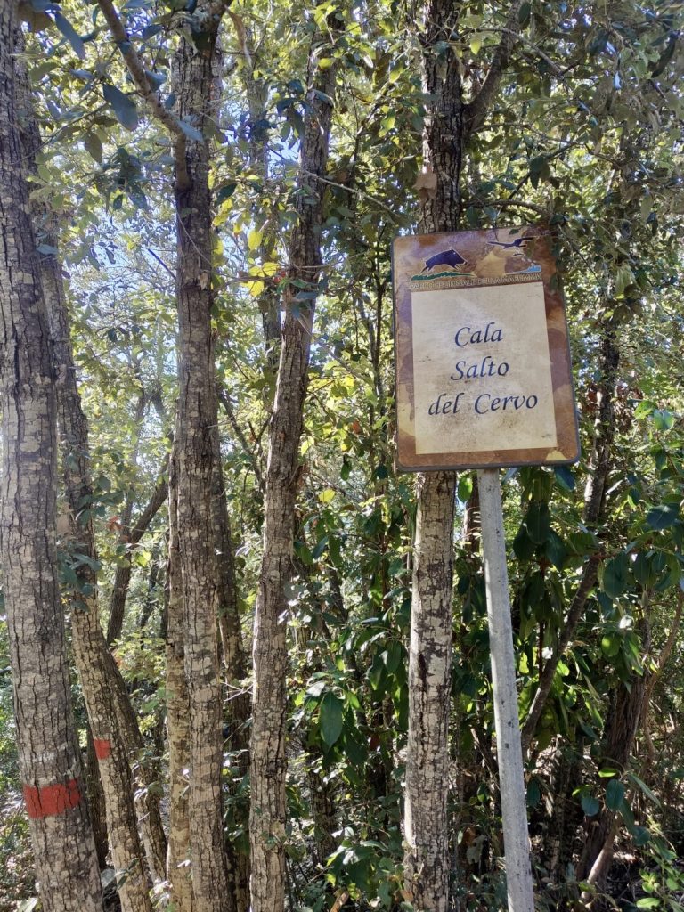 purely decorative image