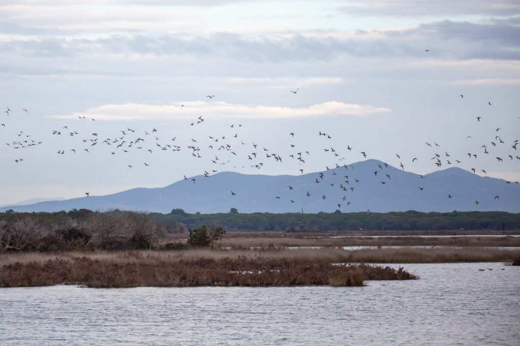 purely decorative image