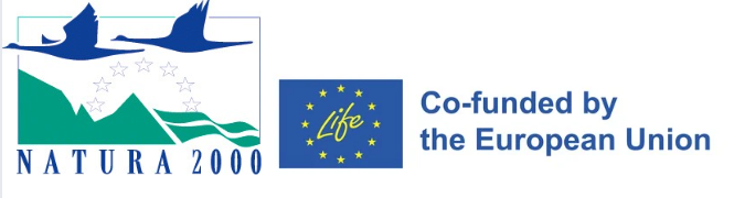 purely decorative image