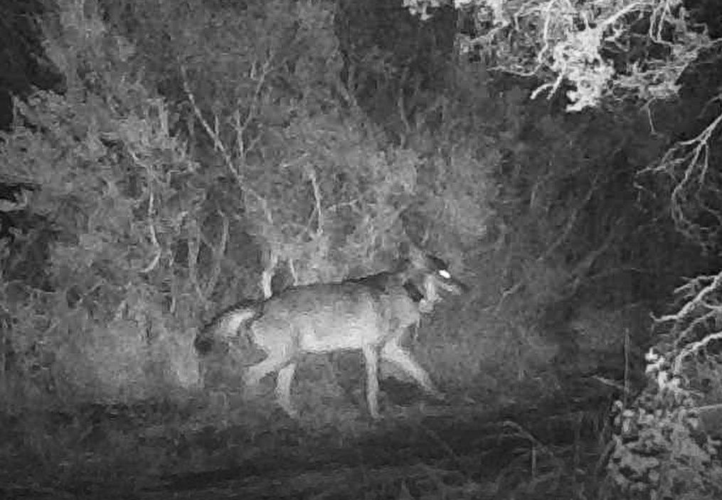 lupo con collare telemetria mappato nel parco