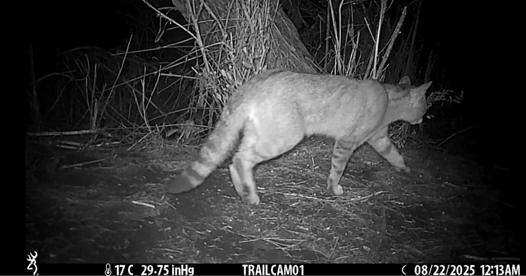 purely decorative image