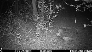 purely decorative image