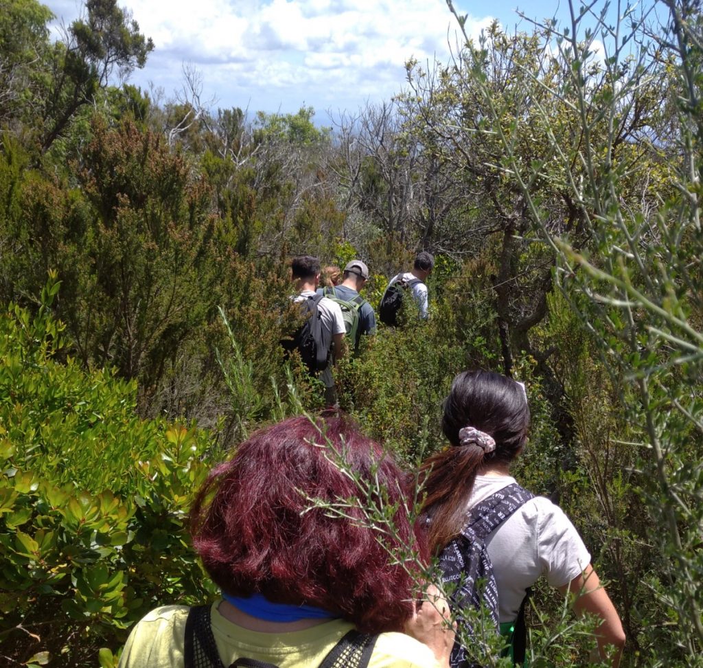 purely decorative image