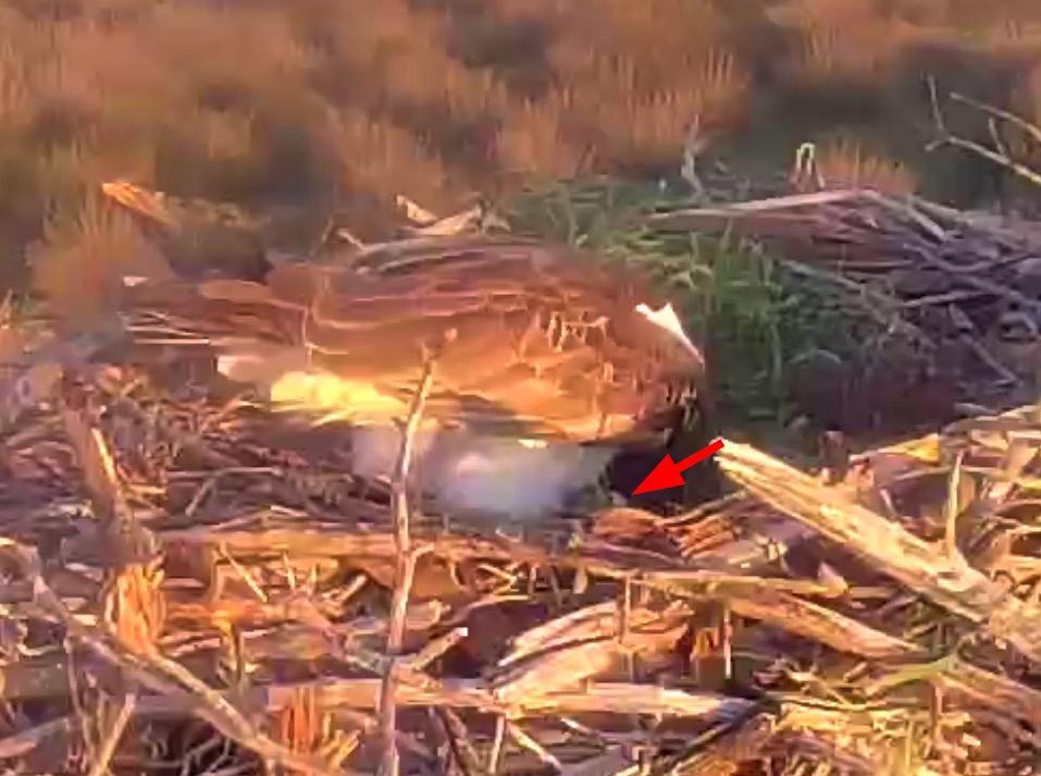 purely decorative image