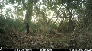 purely decorative image